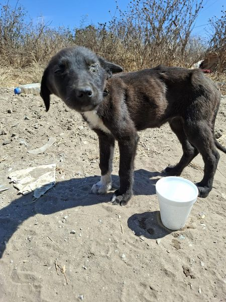 Obed_SiToo's tweet photo. "Me encontré con un cachorro desnutrido hoy. 😢🐶 Es desgarrador ver a estos inocentes sufrir. Necesitamos más conciencia y acción para combatir el abandono y el maltrato animal. ¡No miremos hacia otro lado! #RescateAnimal #StopAbandono #CuidadoAnimal #ProtegeALosInocentes" https://t.co/HRBCBzkutP