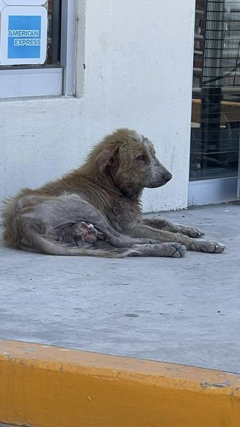 Obed_SiToo's tweet photo. "Hoy me encontré un perro todo sucio frente a una farmacia. 🐕‍🦺🧼 Es triste ver a estos animales en esas condiciones. Necesitamos más empatía y responsabilidad para cuidar de ellos. ¡Cada acción cuenta! #CuidadoAnimal #NoAlAbandono #ProtejamosALosAnimales" https://t.co/k0g9bR1t7j