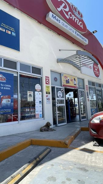 Obed_SiToo's tweet photo. "Hoy me encontré un perro todo sucio frente a una farmacia. 🐕‍🦺🧼 Es triste ver a estos animales en esas condiciones. Necesitamos más empatía y responsabilidad para cuidar de ellos. ¡Cada acción cuenta! #CuidadoAnimal #NoAlAbandono #ProtejamosALosAnimales" https://t.co/k0g9bR1t7j