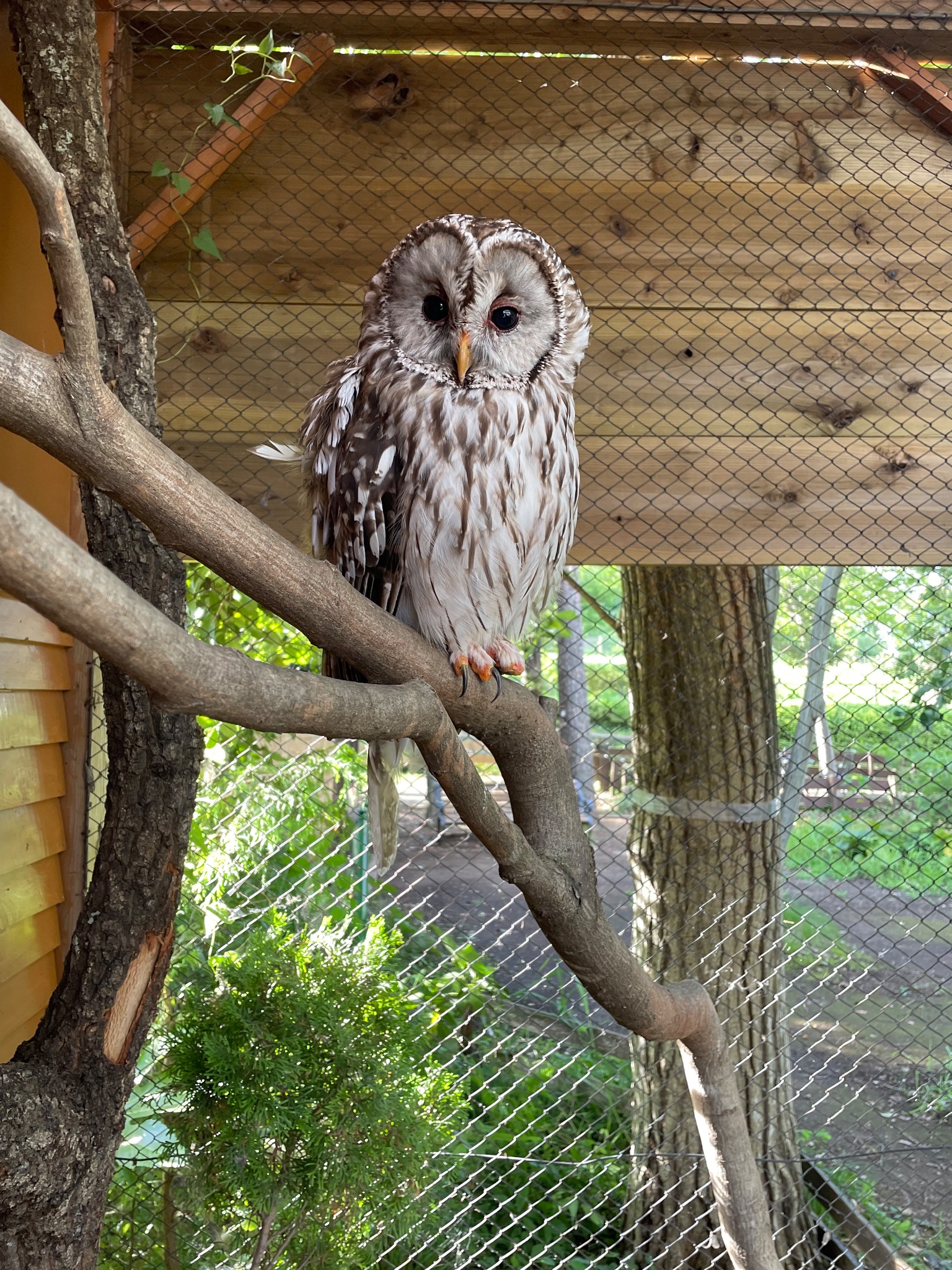 完売 天然杉＊希少部位【幸運を運んでくれる森のふくろうさん