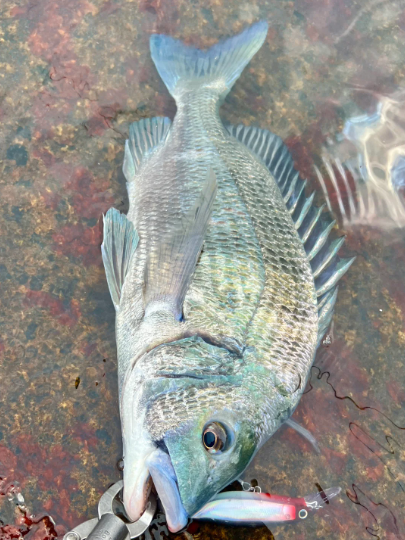 azmiwarniar's tweet photo. 昨日の収穫
黑鲷🎣🎣🎣

#釣り
#海釣り
#釣りが好きな女の子
#釣りが好きな人と良い関係を築く https://t.co/cZHxlYTx9W