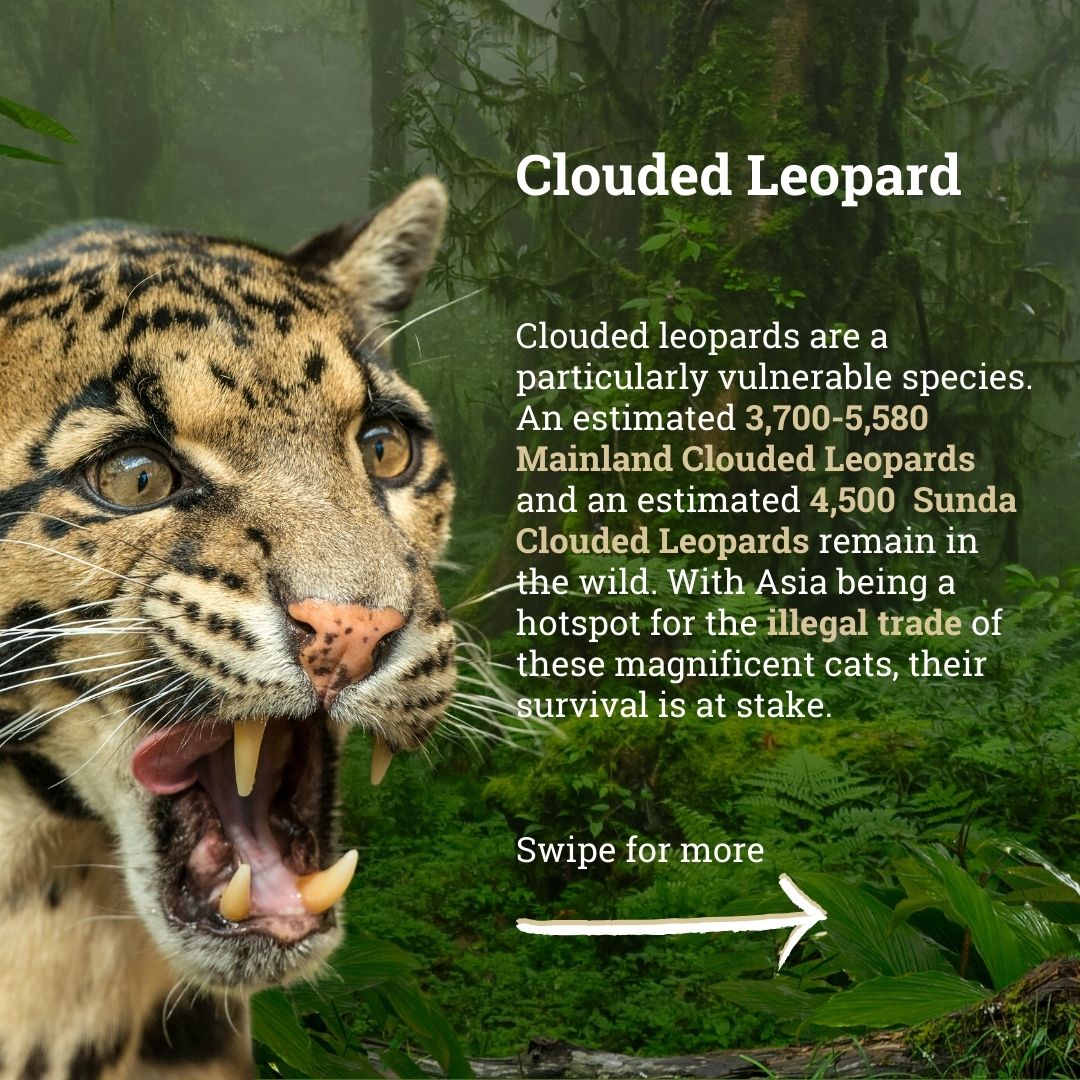 EIA_News's tweet photo. Clouded leopards are vanishing before our eyes. 💔 At EIA, we're working to protect them with data-driven solutions and by raising awareness. Join us in the fight! #CloudedLeopards #WildlifeConservation #EndangeredSpecies #leopard #save #animal #wildlife https://t.co/otw8S8eEgm