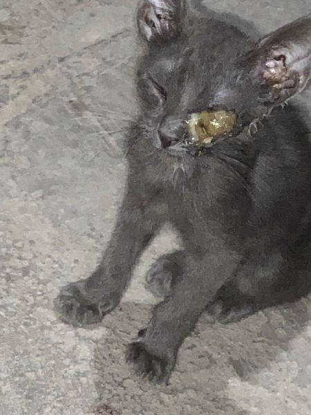 Obed_SiToo's tweet photo. Hoy vi a un gato con un ojo que parecía tener algo raro. Estoy muy preocupado. 😟 ¿Alguien más ha notado gatos con problemas similares en la zona? ¡Espero que no sea nada grave y podamos ayudarlo pronto! #CuidemosALosGatos #SaludAnimal https://t.co/Wv9BeRtPmM