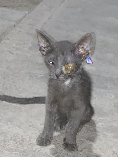 Obed_SiToo's tweet photo. Hoy vi a un gato con un ojo que parecía tener algo raro. Estoy muy preocupado. 😟 ¿Alguien más ha notado gatos con problemas similares en la zona? ¡Espero que no sea nada grave y podamos ayudarlo pronto! #CuidemosALosGatos #SaludAnimal https://t.co/Wv9BeRtPmM