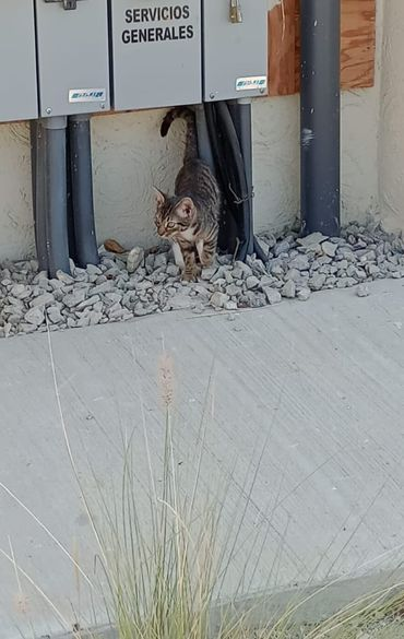 Obed_SiToo's tweet photo. Estoy muy enojado 😡 Hoy vi a un gato lastimado y abandonado en la calle. ¿Cómo puede haber gente tan insensible y cruel? ¡Es urgente que tomemos acción y cuidemos de nuestros animales! #NoAlMaltratoAnimal #ProtejamosALosAnimales #Tijuana https://t.co/BRQ0t4MrCj