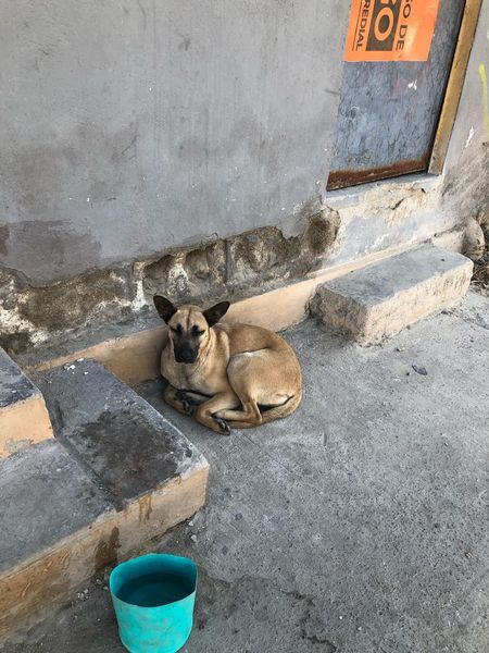 Obed_SiToo's tweet photo. Acabo de ver a un perro solito en la calle, desorientado y asustado. 😔 ¿Alguien sabe de quién podría ser? Necesitamos más responsabilidad y amor por nuestros peludos. ¡No los abandonen! #Perdido #NoAlAbandono #CuidemosANuestrosAnimales https://t.co/wBqlxFPsRz