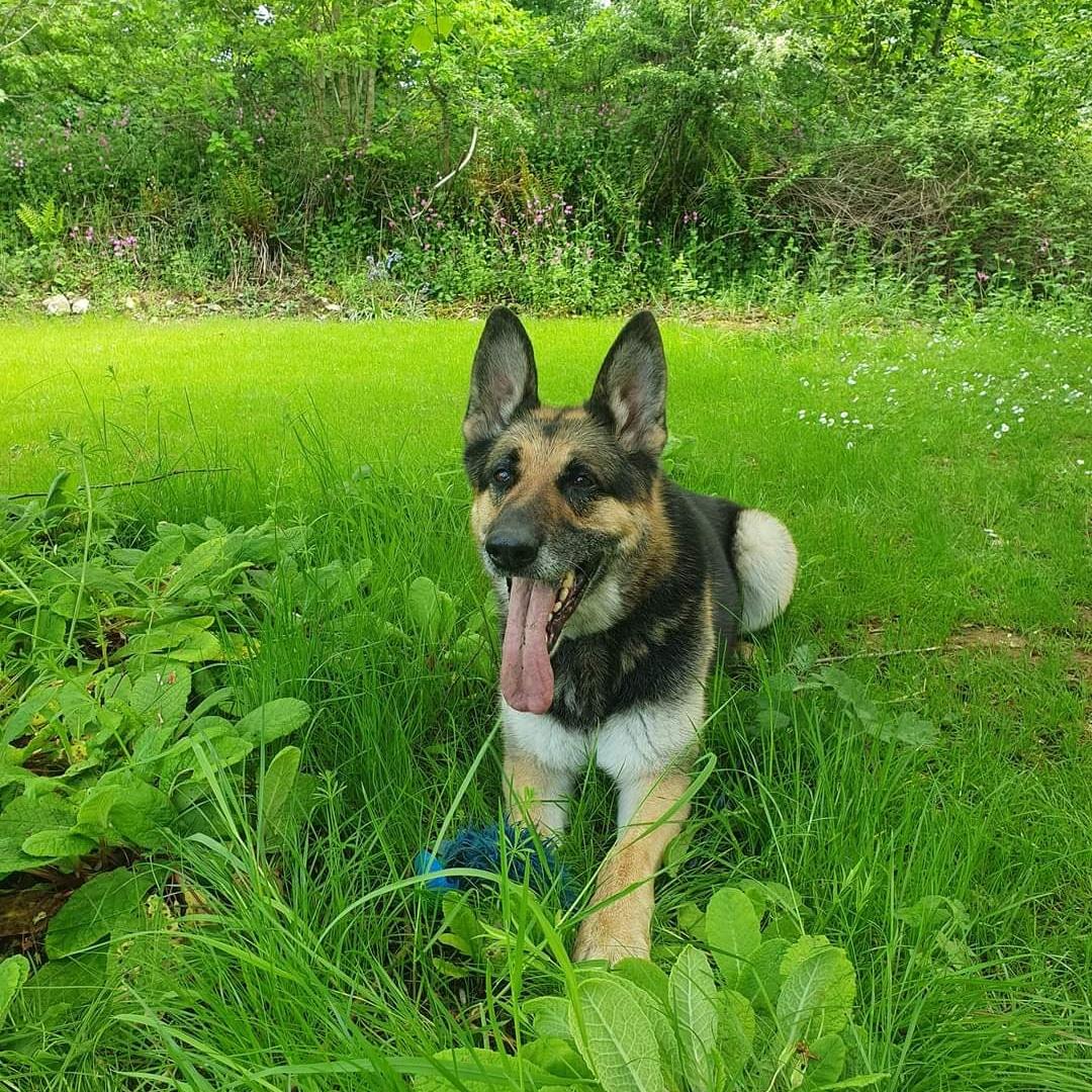 gsrescueelite's tweet photo. It's #SeniorSunday and 9yr old Amie from the #Cornwall kennels is popping in to say hello ❤️ 

#dogs #GermanShepherd #Sunday https://t.co/YsJwbkr5DE