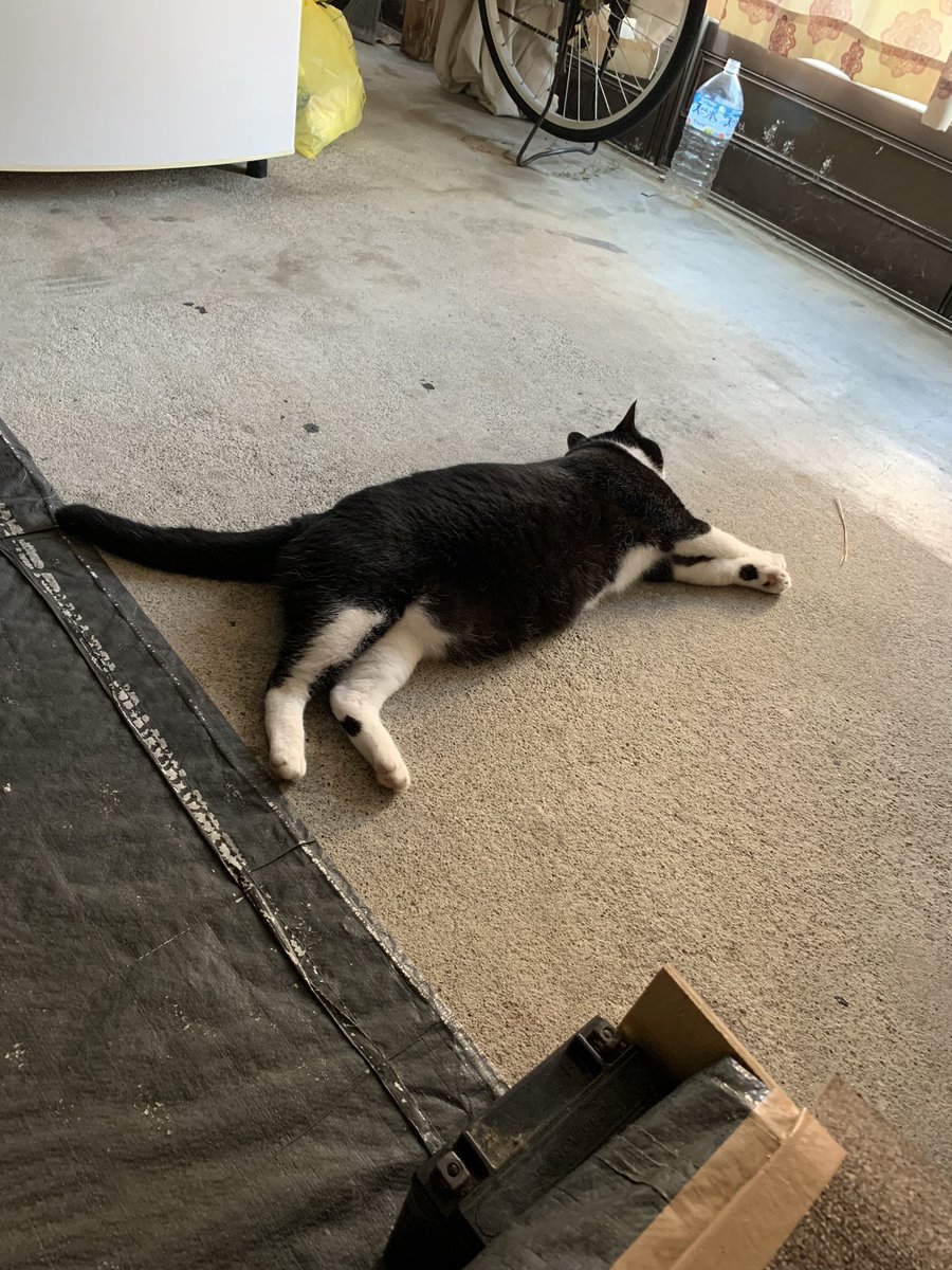 幸せすぎて
辛いものまで忘れる
1年死ぬ気で車庫のミキクロアマラを健康値までもってこれた。
昼休みも中抜けして弁当食わず会いにきた。
自分なら生き物と暮らす自信があるとわかった。
誰にもわかってもらえないでいい。
むしろわかるほど容易くないと思うし。
ペットじゃないから