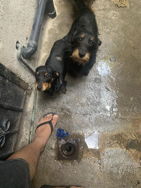 Obed_SiToo's tweet photo. ¡Atención, amantes de los animales! 🐾 Hay dos perritos esperando encontrar su hogar para siempre. Son tiernos, juguetones y están listos para dar y recibir amor. 🐕❤️ ¡Ayúdanos a compartir y encontrarles una familia! #AdoptaNoCompres #PerrosEnAdopción #AdopciónResponsable https://t.co/Q3u1CIYoi2