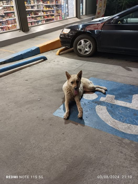 Obed_SiToo's tweet photo. Acabo de encontrarme a un perrito frente a un OXXO, solo y desorientado. 😢 ¿Alguien sabe de quién puede ser? ¡Es urgente que encuentre un hogar! #PerroPerdido #AyudaAnimal #NoAlAbandono https://t.co/reR2uX3UOr