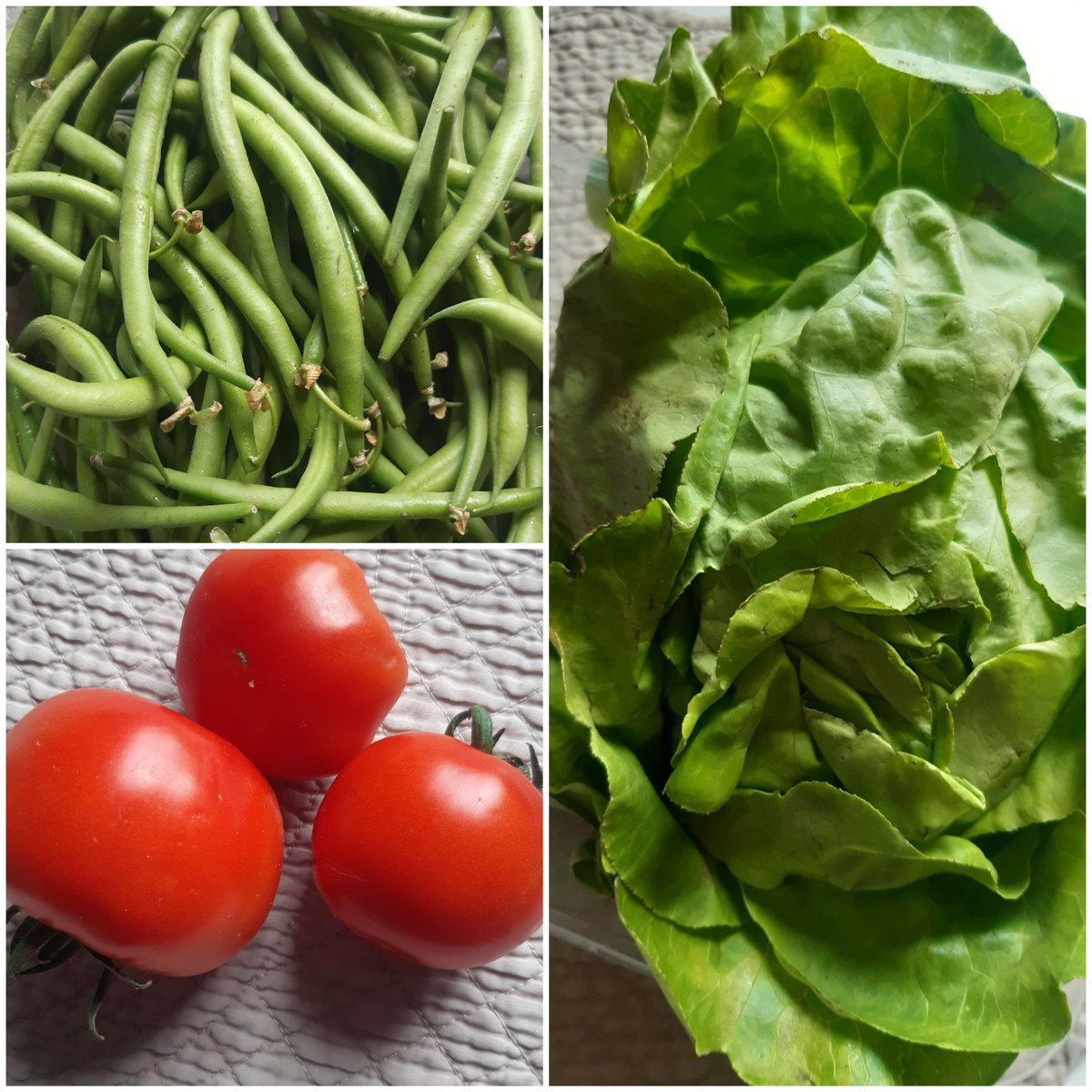 Nath18083415's tweet photo. Hoplà potager! #versl'autosuffisance....😁😁 https://t.co/th7gh6F735