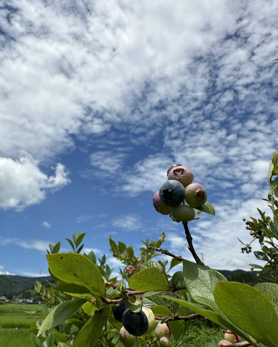 cafe_suave's tweet photo. 毎週、群馬県高山村にブルーベリーを収穫に行っています。
旬の新鮮なオーガニックフルーツをどうぞ味わってくださいね。 https://t.co/koHzx77HXl