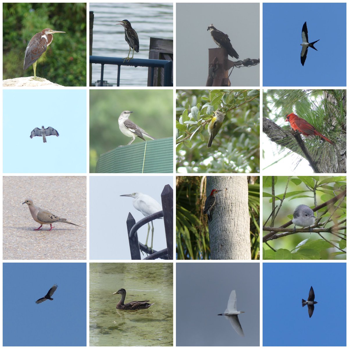JoshsWildlife's tweet photo. Considering I didn’t go to #Florida specifically for #birding I loved birding around my hotel grounds &amp; around the Disney parks. I was really chuffed with my #birdlist seeing 50 different species including 44 lifers! 

World &amp; UK year list 221 ✅
World &amp; UK life list 242 ✅ https://t.co/BTvLTJ4Qok