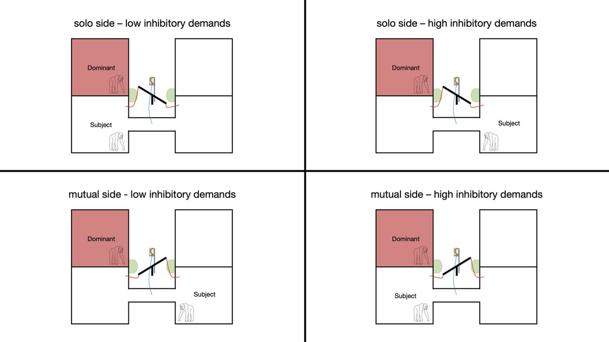 Chimpanzees (Pan troglodytes)
strategically manipulate their
environment to deny conspecifics
access to food... See below the 2x2 design and here is the free link to the manuscript: rdcu.be/dPtgO 
if you want to see the findings @CARTAUCSD <a href="/UCSD/">UC San Diego</a>