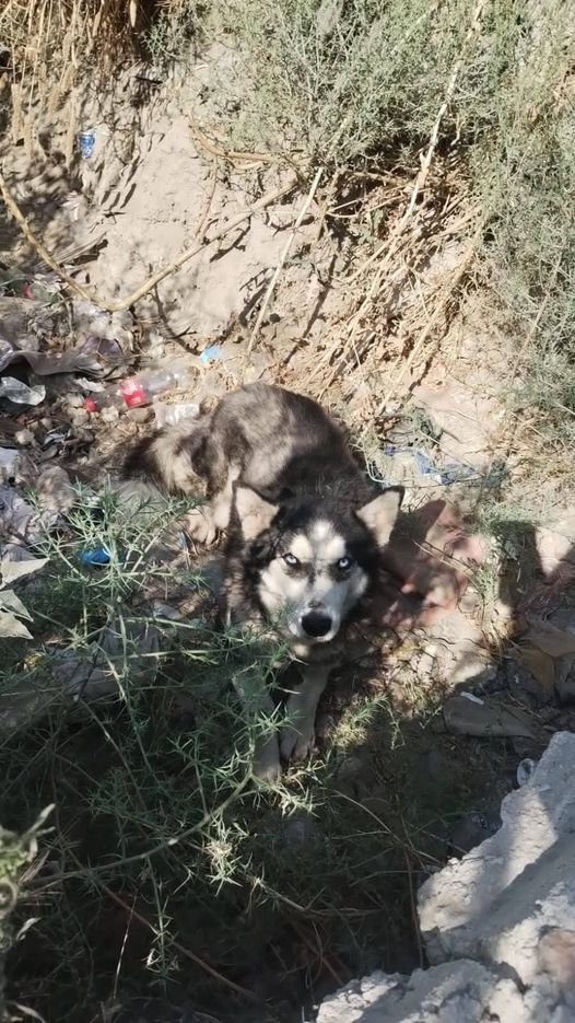 Obed_SiToo's tweet photo. Acabo de encontrarme a un husky hermoso vagando solo por la calle. 😢 Parece perdido y asustado. ¿Alguien lo reconoce? ¡Es urgente ayudarlo a volver a casa! #HuskyPerdido #AyudaAnimal #NoAlAbandono https://t.co/AyurGxAx5Y