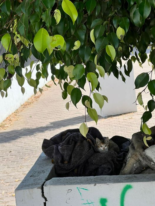 Obed_SiToo's tweet photo. Encontrar un gato bajo un árbol abandonado me recordó lo importante que es no ignorar a los animales en necesidad. 🌳🐱 Dejar animales en esas condiciones es inaceptable. Todos merecen cuidado y amor. ¡Actuemos y apoyemos a los refugios! ❤️ #ConcienciaAnimal #NoMásDesamparo" https://t.co/OaGgz4kLsz