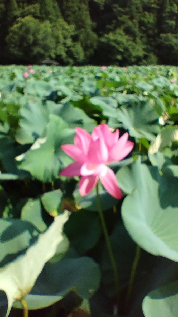 OKKY4's tweet photo. 今日は福井県南越前町のはなはす公園へマスツーリング。
暑かったよー☀ https://t.co/h5PX4VvzqX