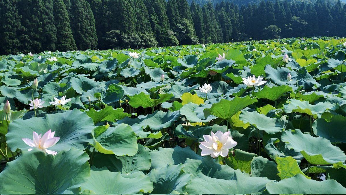 OKKY4's tweet photo. 今日は福井県南越前町のはなはす公園へマスツーリング。
暑かったよー☀ https://t.co/h5PX4VvzqX
