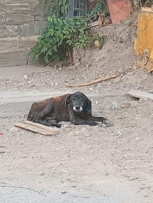 Obed_SiToo's tweet photo. "¡Indignante encontrar un perro completamente desnutrido y abandonado! 😡🐕 No podemos seguir tolerando la crueldad y el abandono animal. Es hora de exigir más responsabilidad y cuidado. ¡Hagamos algo al respecto y apoyemos a los refugios! #NoMásAbandono #ResponsabilidadAnimal" https://t.co/wEZOICXTSw