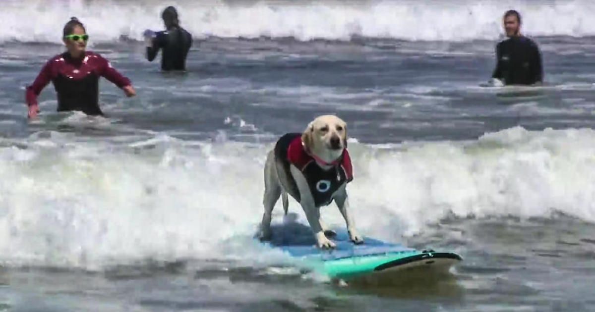 CBSSacramento's tweet photo. Thousands crowd beach in Pacifica for World Dog Surfing Championships https://t.co/AeTDRQsgXF https://t.co/rIwSE3nRqD