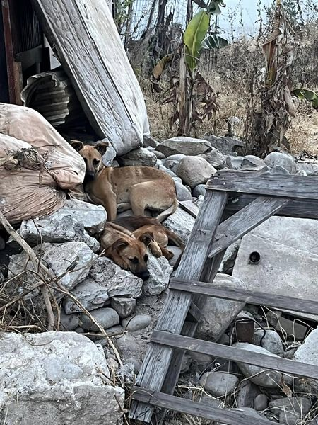 Obed_SiToo's tweet photo. Hoy vi a unos perros buscando comida en la basura.  Es una triste realidad que enfrentan muchos animales en nuestra comunidad. Necesitamos más iniciativas para ayudar y proteger a estos peluditos. ¡Un pequeño esfuerzo puede marcar la diferencia! #AyudaAnimal #ProtegeLosAnimales https://t.co/SOgBIzvH4K