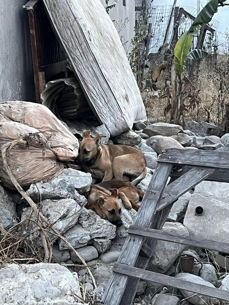 Obed_SiToo's tweet photo. Hoy vi a unos perros buscando comida en la basura.  Es una triste realidad que enfrentan muchos animales en nuestra comunidad. Necesitamos más iniciativas para ayudar y proteger a estos peluditos. ¡Un pequeño esfuerzo puede marcar la diferencia! #AyudaAnimal #ProtegeLosAnimales https://t.co/SOgBIzvH4K
