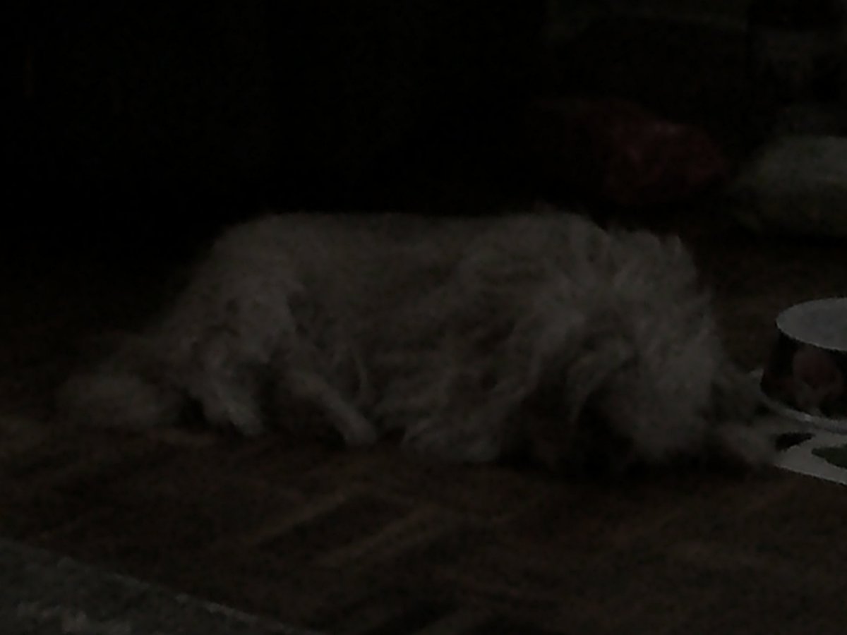 Clawberts's tweet photo. Mia (Scott's Puppy) Pic #7 (08-03-2024) #scottsnider #scottmichaelsnider #mia #mammamia #fun #funpic #scottsdog #scottspuppy #dog #dogs #dogpic #dogspic #cute #cutepic #cutedog #cutedogs #scottsdogs #scottspuppies #puppy #puppies #aww #lol #scott #snider #malton #toronto https://t.co/lX9lcWDLqz