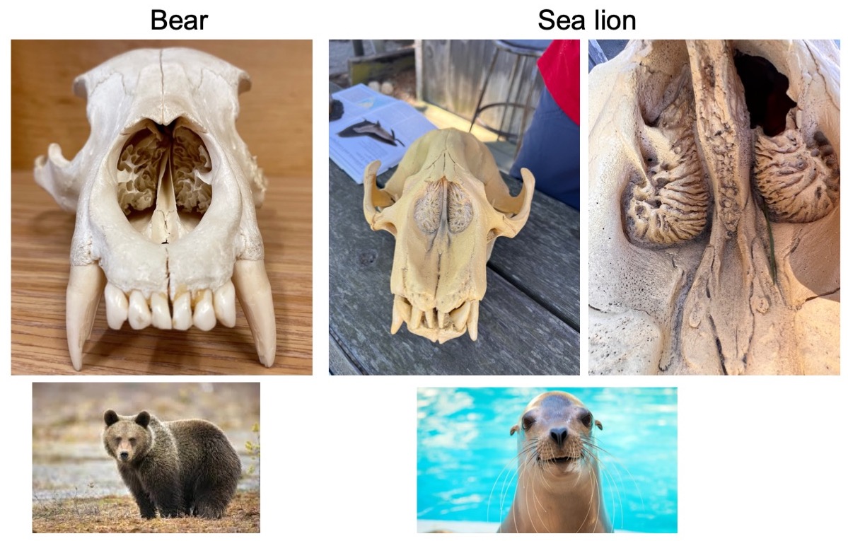 The turbinate structure is fascinating. In bears and sea lions, it’s highly developed to improve their sense of smell and help with moisture extraction. Humans have turbinate bones and acinar glands in their noses too. Do these structures also have an immunological function?