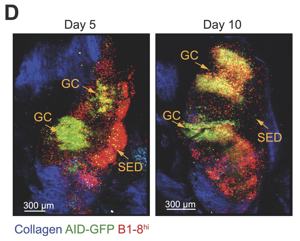 We found in mice, that intranasal vaccination causes antigen-specific B cells (red) to expand in the subepithelial dome (SED) of the NALT, and then translocate to pre-existing germinal centers (green). This suggests that the NALT acts like a Peyer’s patch in the upper airways.