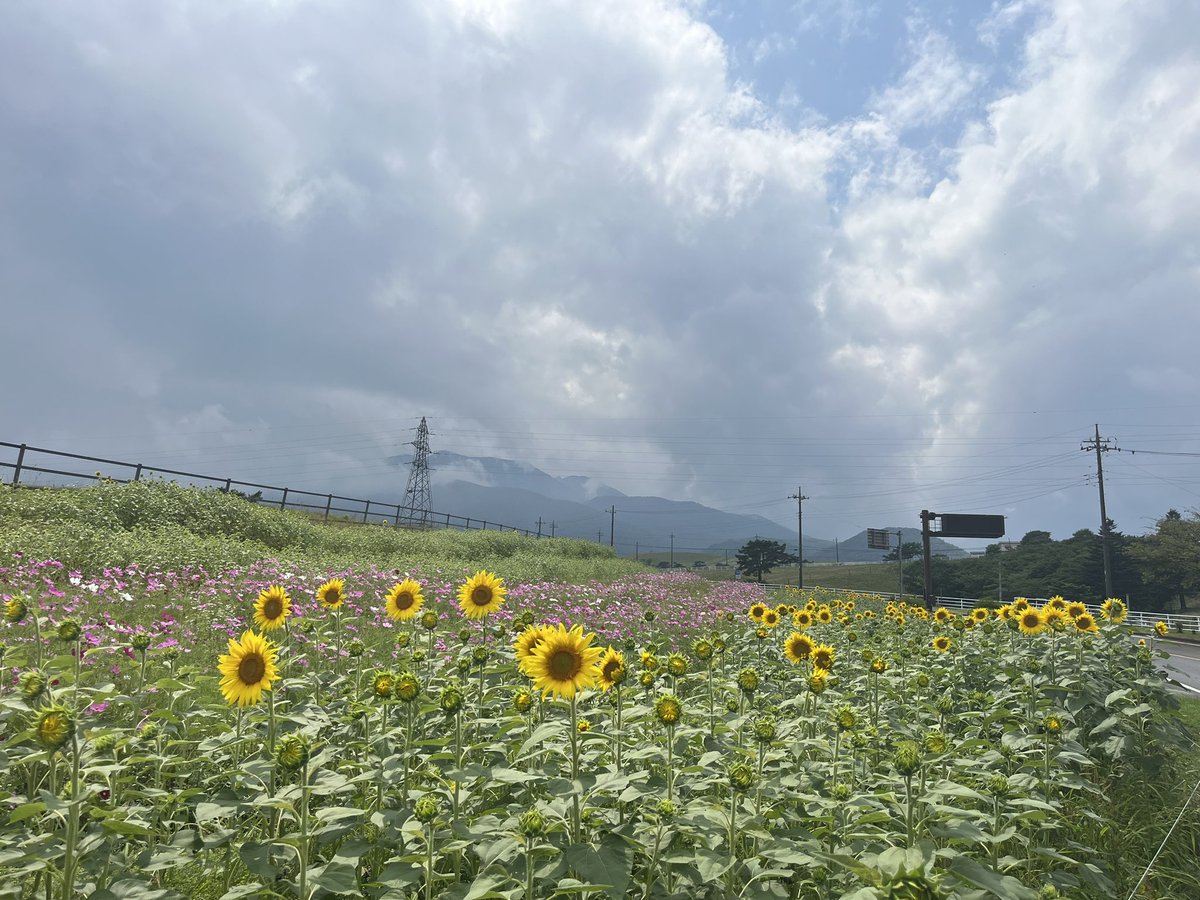 maxpoweracc's tweet photo. 大笹牧場は晴れてるけど来るまでに少し雨に降られた🤏
＃vfr800f
＃ひまわり 
＃ソフトクリーム https://t.co/AyLi8YujyR