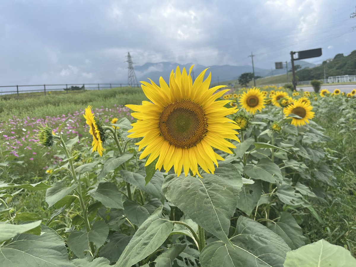 maxpoweracc's tweet photo. 大笹牧場は晴れてるけど来るまでに少し雨に降られた🤏
＃vfr800f
＃ひまわり 
＃ソフトクリーム https://t.co/AyLi8YujyR