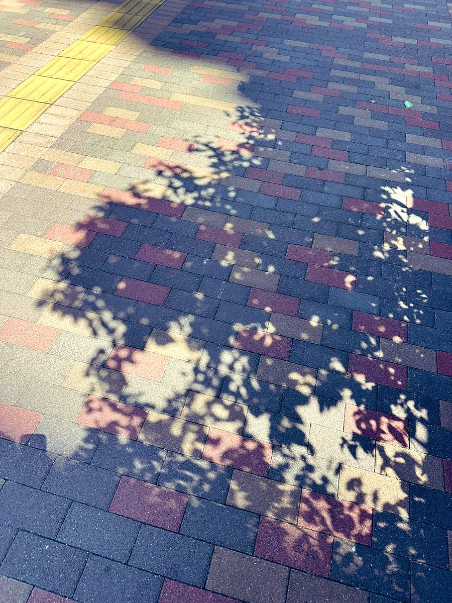 「いい感じの木漏れ日みつけた ぼやけた影とパキッとした影とが混在してるのが評価高い」|火種/hidaneのイラスト