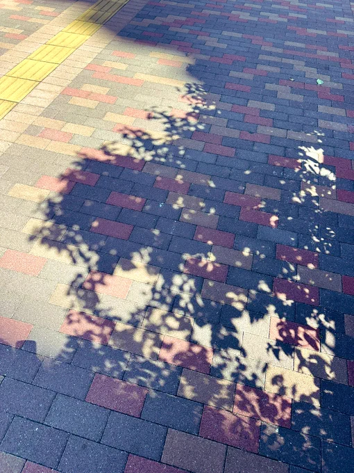 いい感じの木漏れ日みつけた ぼやけた影とパキッとした影とが混在してるのが評価高い