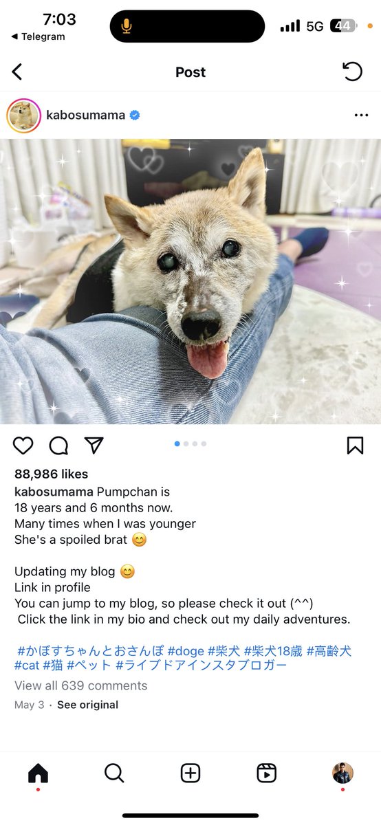 furyjg9's tweet photo. @ralphscall @Rhinosolana #PUMPCHAN is literally the most bullish thing around. This is the oldest dog of kabosumama, almost 19 years old now. Shib,doge, or NEIRO would not exist without.

Chart/socials: https://t.co/79AkhLjQoP

#solana #pumpchan

🚀🚀🔥🔥🔥🔥🔥🚀 https://t.co/3vuuavHI1w