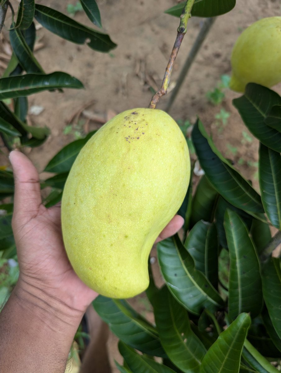 YTSAgro's tweet photo. මේ වාරෙට පළවෙනි අඹ අස්වැන්න නෙළුවා ජූලි 16.
#TEJC
#Mango
#YTSAgro https://t.co/I6Wc1GrwBB
