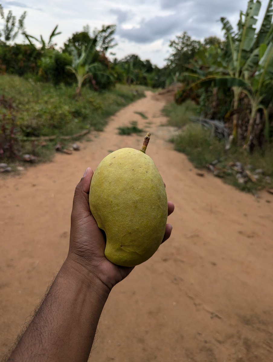 YTSAgro's tweet photo. මේ වාරෙට පළවෙනි අඹ අස්වැන්න නෙළුවා ජූලි 16.
#TEJC
#Mango
#YTSAgro https://t.co/I6Wc1GrwBB