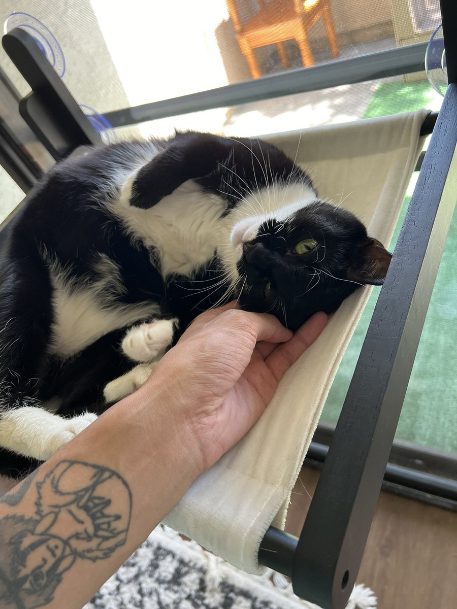 Bee is loving her new window hammock!