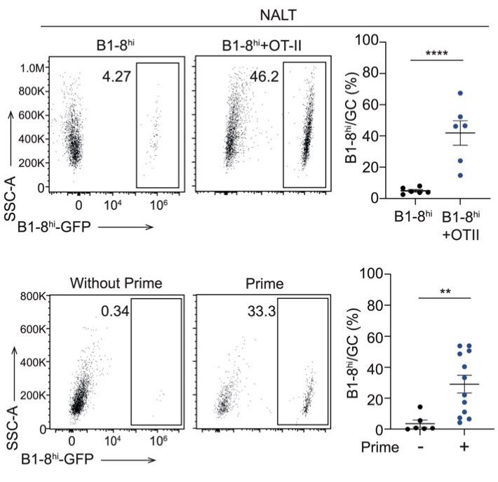 The B cell immune response does not occur without the transfer of antigen-specific T cells or the generation of memory T cells through a prime-boost approach. These findings suggest that the endogenous T cell population in the NALT is insufficient to support a B cell response.