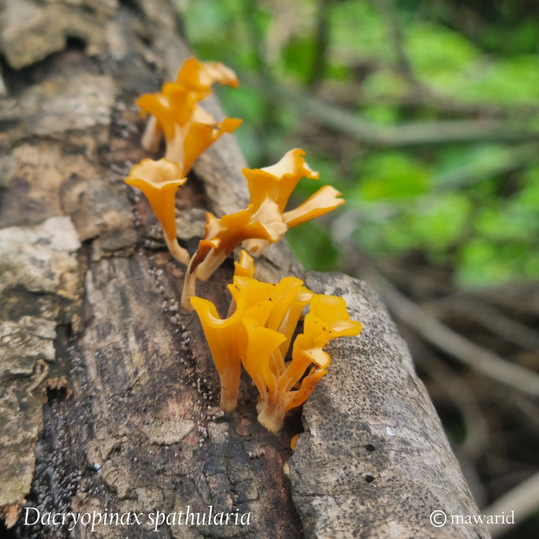 خلال تجولك في موسم #خريف_صلالة_٢٠٢٤ ستلاحظ تنوع الكائنات الحية في تربة محافظة ظفار، حيث تتباين جميعها في الشكل والصفات والألوان، 
وهي جزء من الإرث الطبيعي الفريد لسلطنة عُمان..

فلنحافظ عليها..