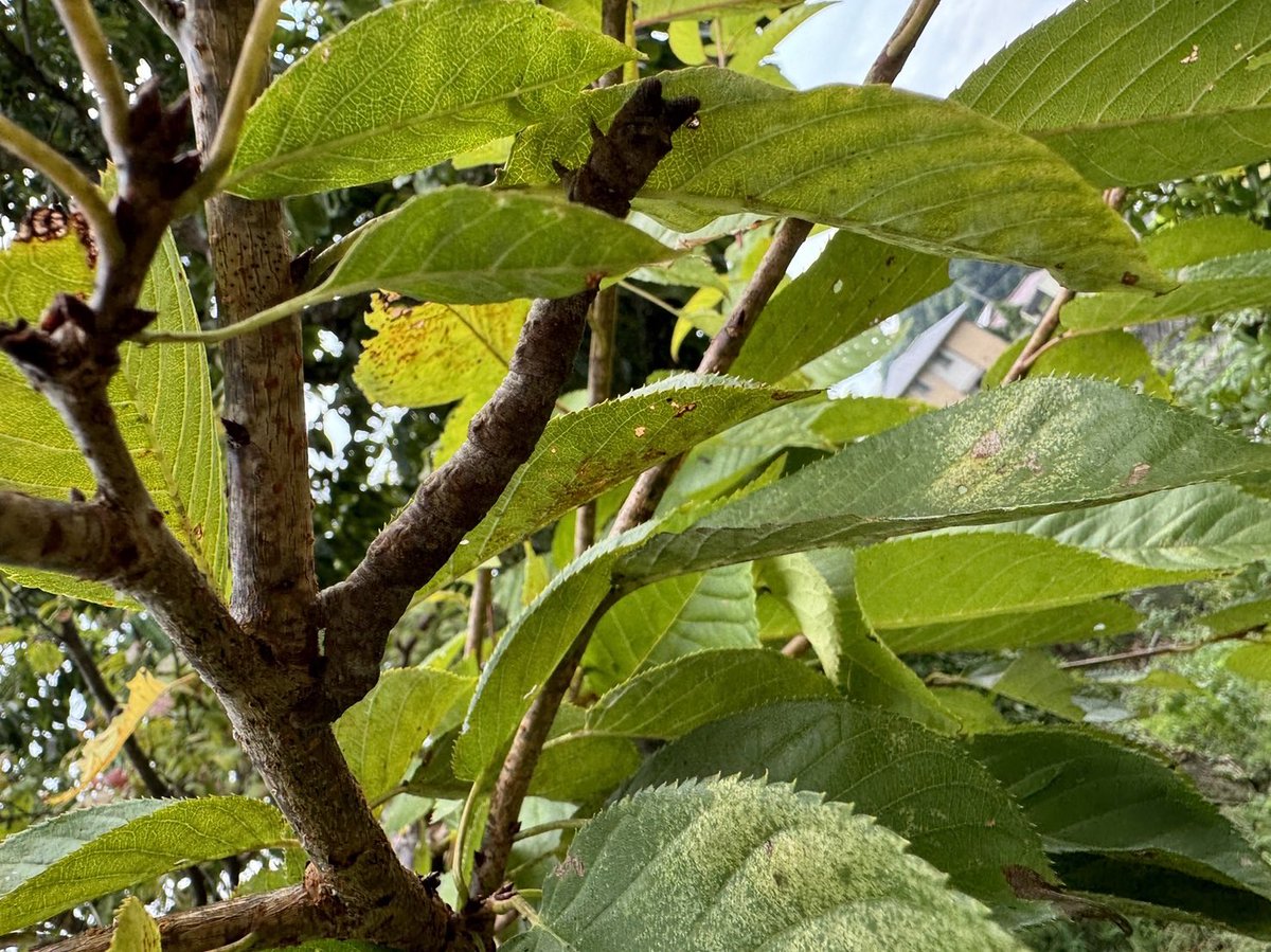 あれ…？なんか変なところに枝が…？🤔😳
#枝のふり #いもむし #サクラ #散歩 #生き物写真