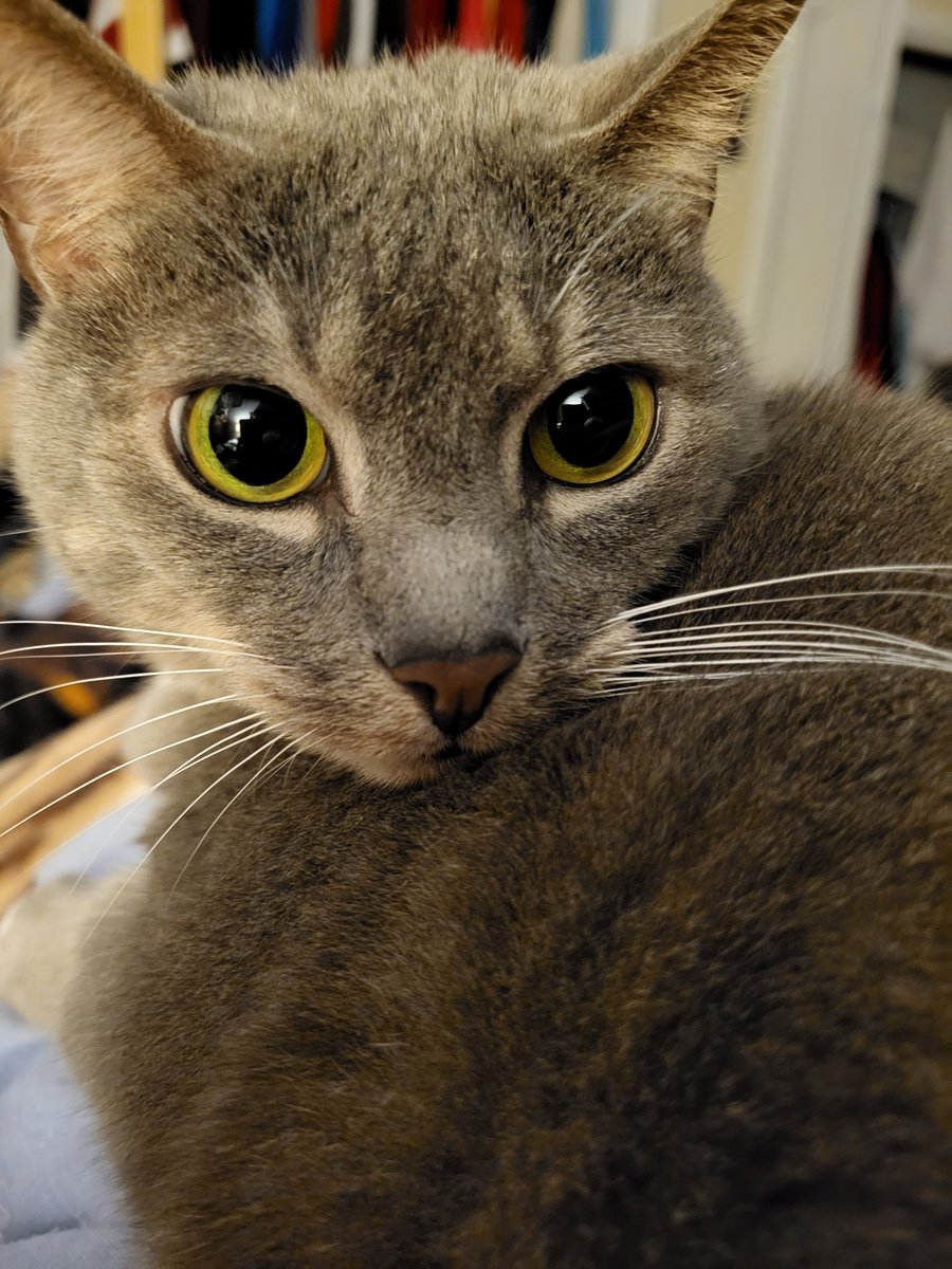 SilbyGrayCat's tweet photo. #SundayFunday and #pawsOut for #furriends who need some good vibes/ healing energy. #CatsOfTwitter #CatsOfX https://t.co/lk1nmpqU7q