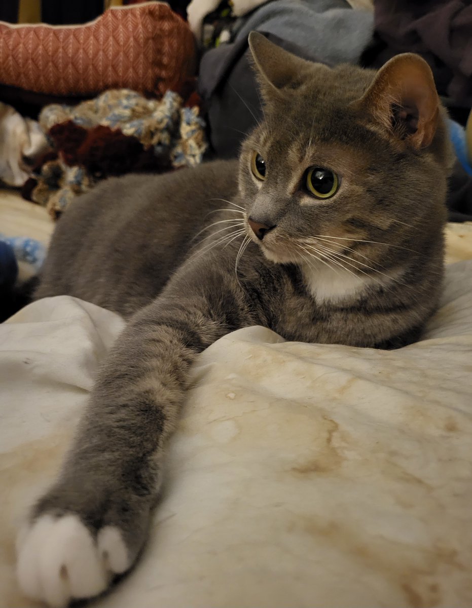 SilbyGrayCat's tweet photo. #SundayFunday and #pawsOut for #furriends who need some good vibes/ healing energy. #CatsOfTwitter #CatsOfX https://t.co/lk1nmpqU7q