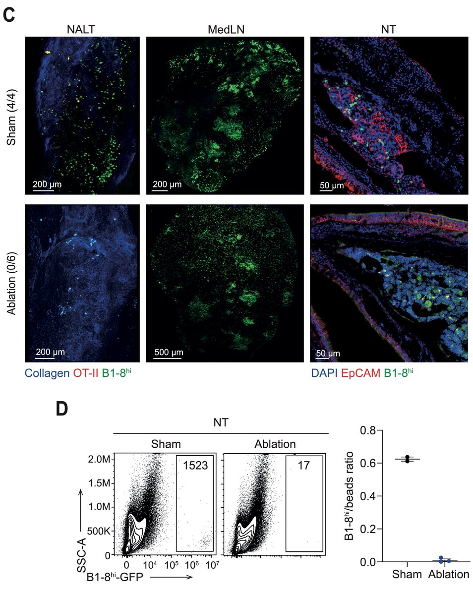 Do B cells in the turbinates and glands originate from the NALT? Yes, they do. The turbinate region lacked antigen-specific cells following NALT removal by surgery.