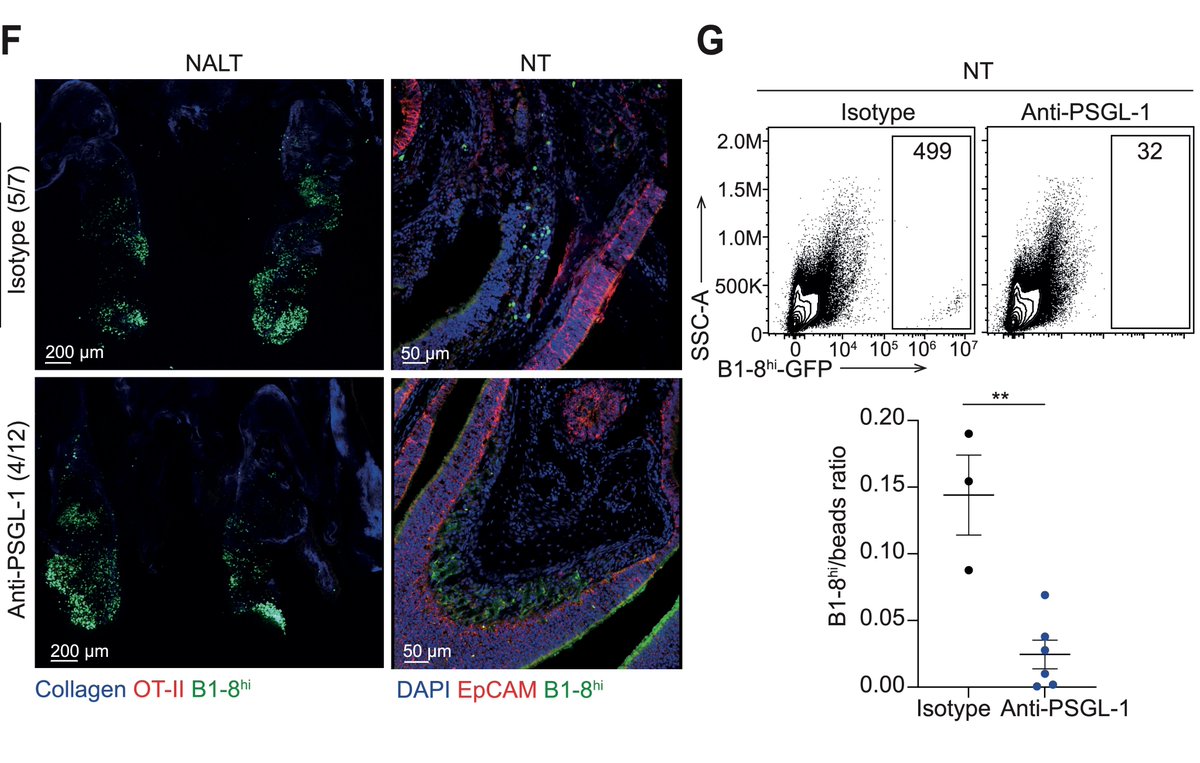 How do B cells migrate from the NALT to the turbinates? PSGL-1, which is expressed on plasma cells, mediates their rolling along blood vessel walls. Blocking PSGL-1 prevents cells from reaching the turbinates, suggesting they migrate through the bloodstream.