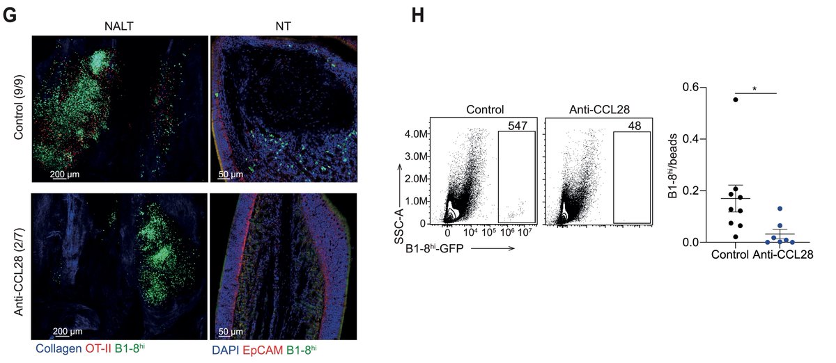 Blocking CCL28 demonstrated that this chemokine facilitates B cell migration to the NALT region in most of the mice we analyzed.