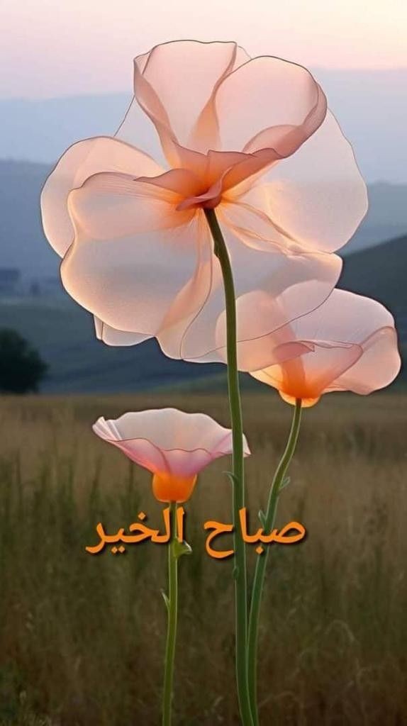 Charbel Bouti (@bouticharbel) on Twitter photo 