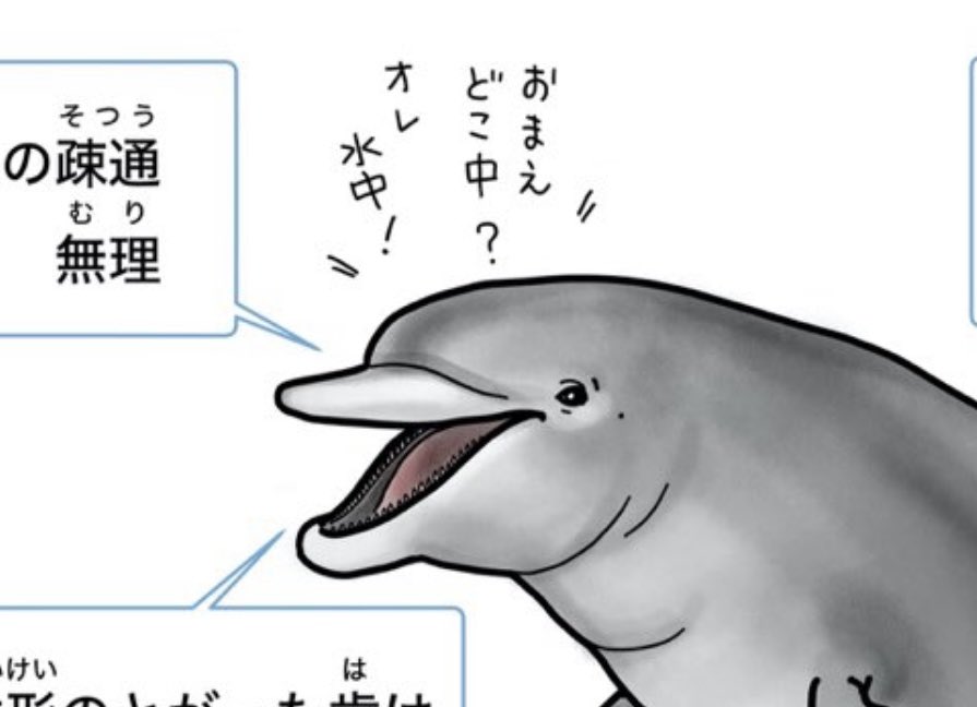 イルカメページ⸜❤︎⸝‍ ふわてゃん@ロードバイク貯金中ゥ‼️ on X