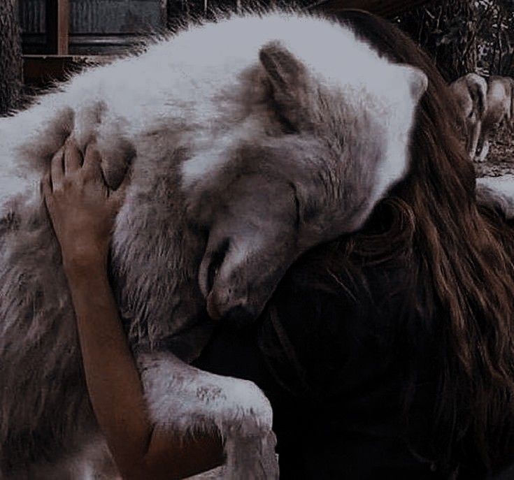 begonefree's tweet photo. • Fenrys Moonbeam •

Species: Fae
Age: 137
Titles: The White Wolf of Doranelle, Ambassador of Terrasen
Series: Throne of Glass
Author: Sarah J. Maas

#fenrysmoonbeam #fenrys #throneofglass #book #characters #picture #pictures https://t.co/jShLwnmCGz