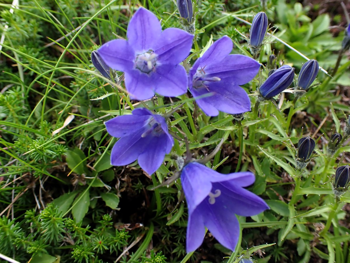 MossTrails's tweet photo. 色鮮やかな白山🌿Colorful! #白山 #MtHakusan #alpineflower https://t.co/mwWex5svOR