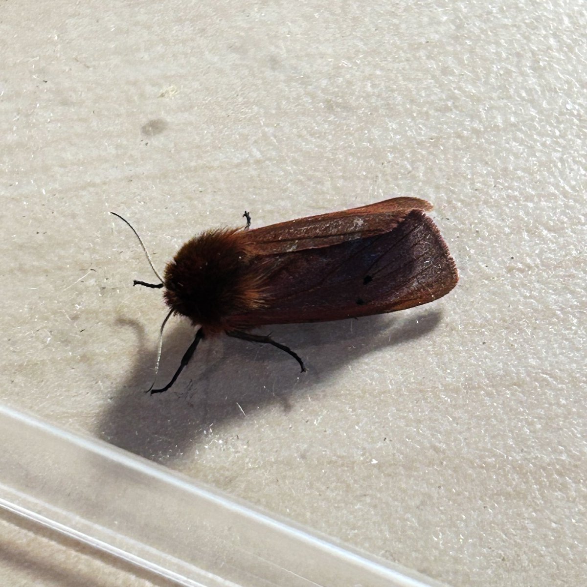 Only 14 of 11 in the trap over night. Shuttle-shaped Dart &amp; Ruby Tiger new for the garden. Willow Warbler singing in the garden was also a new bird for the garden list